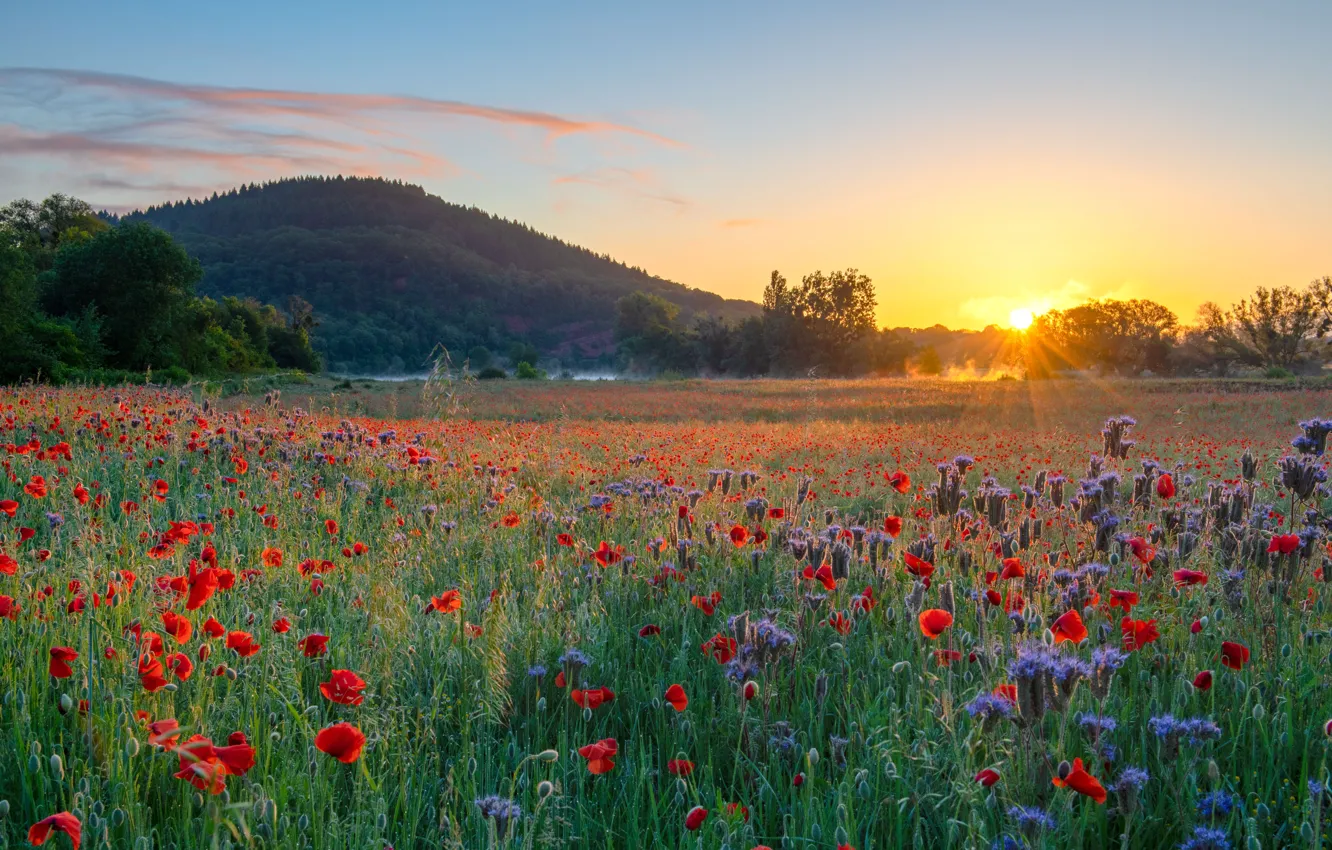 Photo wallpaper red, flowers, mountains, lilac, greens, field, poppy field, Maki