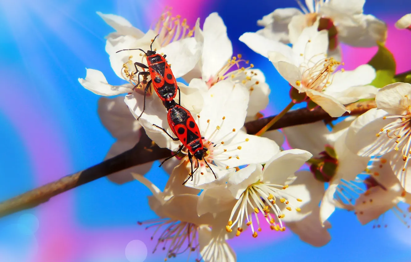 Photo wallpaper macro, flowers, branches, red, background, blue, two, beetle