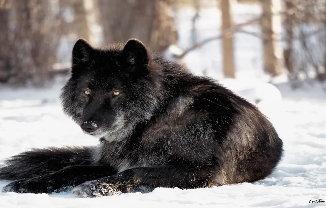 Photo wallpaper Predator, nature, animal, wolf, wildlife, portrait, portrait., Canis lupus. face