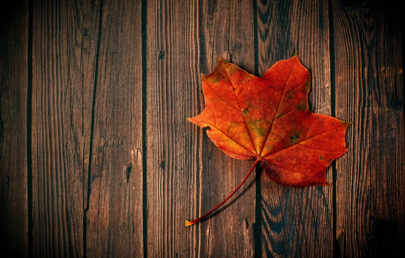 Photo wallpaper autumn, HDR, wood, maple leaf, maple leaf