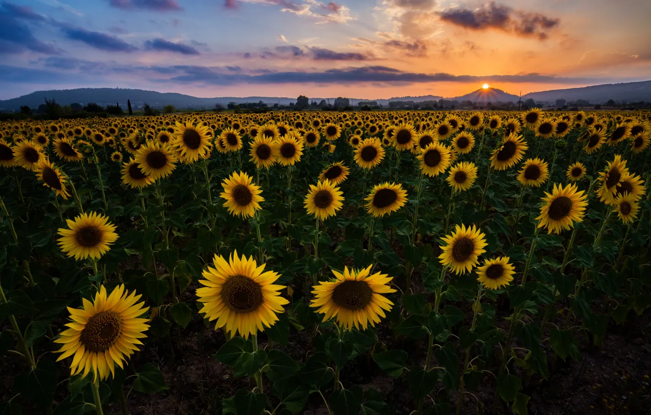 Photo wallpaper field, summer, the sun, sunflowers, sunset, the evening, field of sunflowers