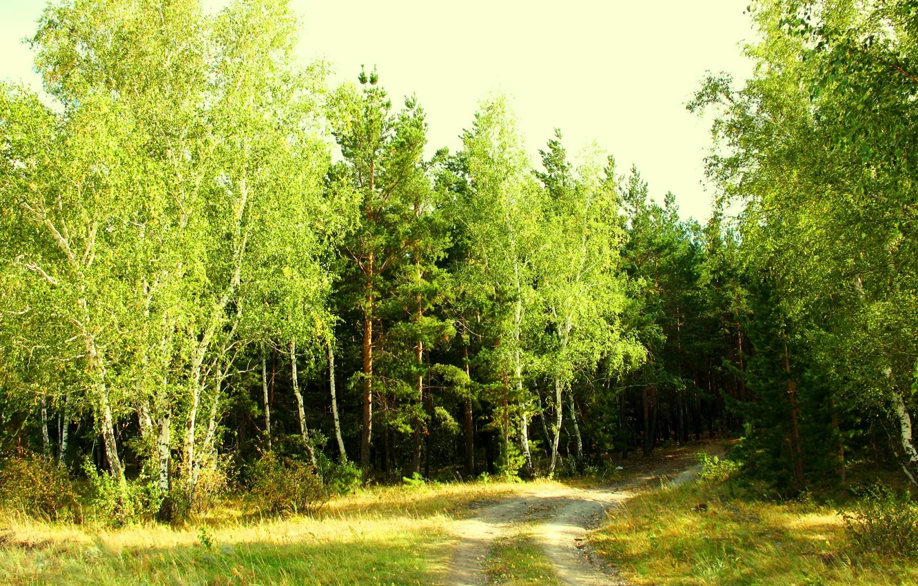 Photo wallpaper forest, summer, nature, the edge, Kokshetau, green, Accentor