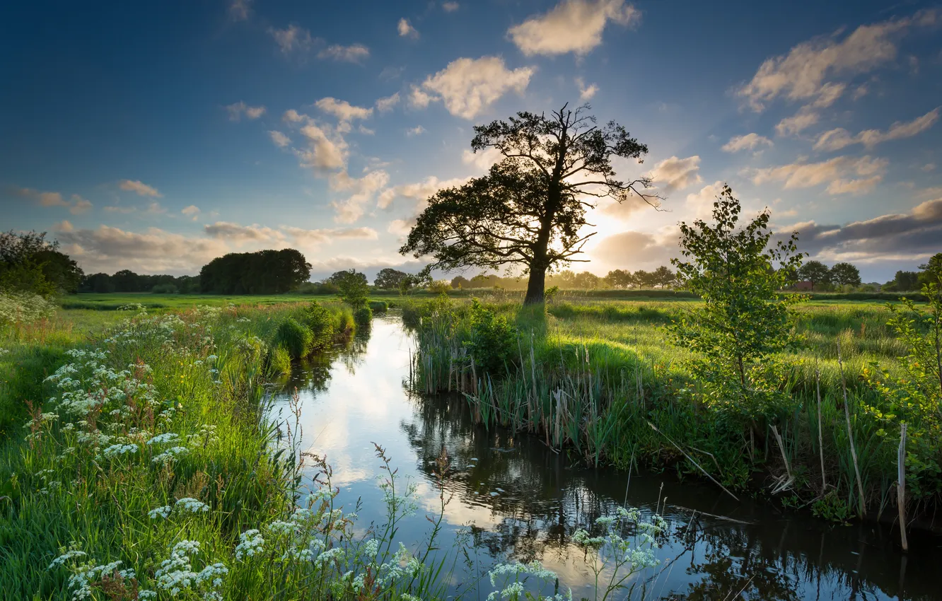 Photo wallpaper field, forest, the sky, grass, clouds, trees, landscape, sunset