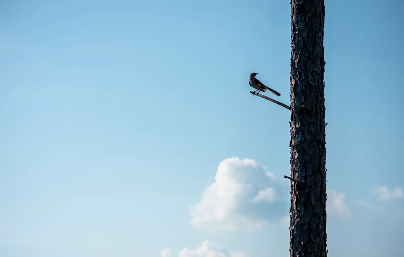 Photo wallpaper the sky, trees, bird