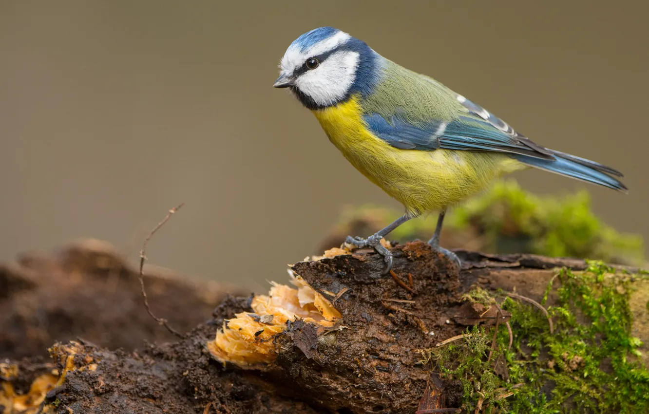 Photo wallpaper look, background, bird, moss, stump, bird, titmouse, tit
