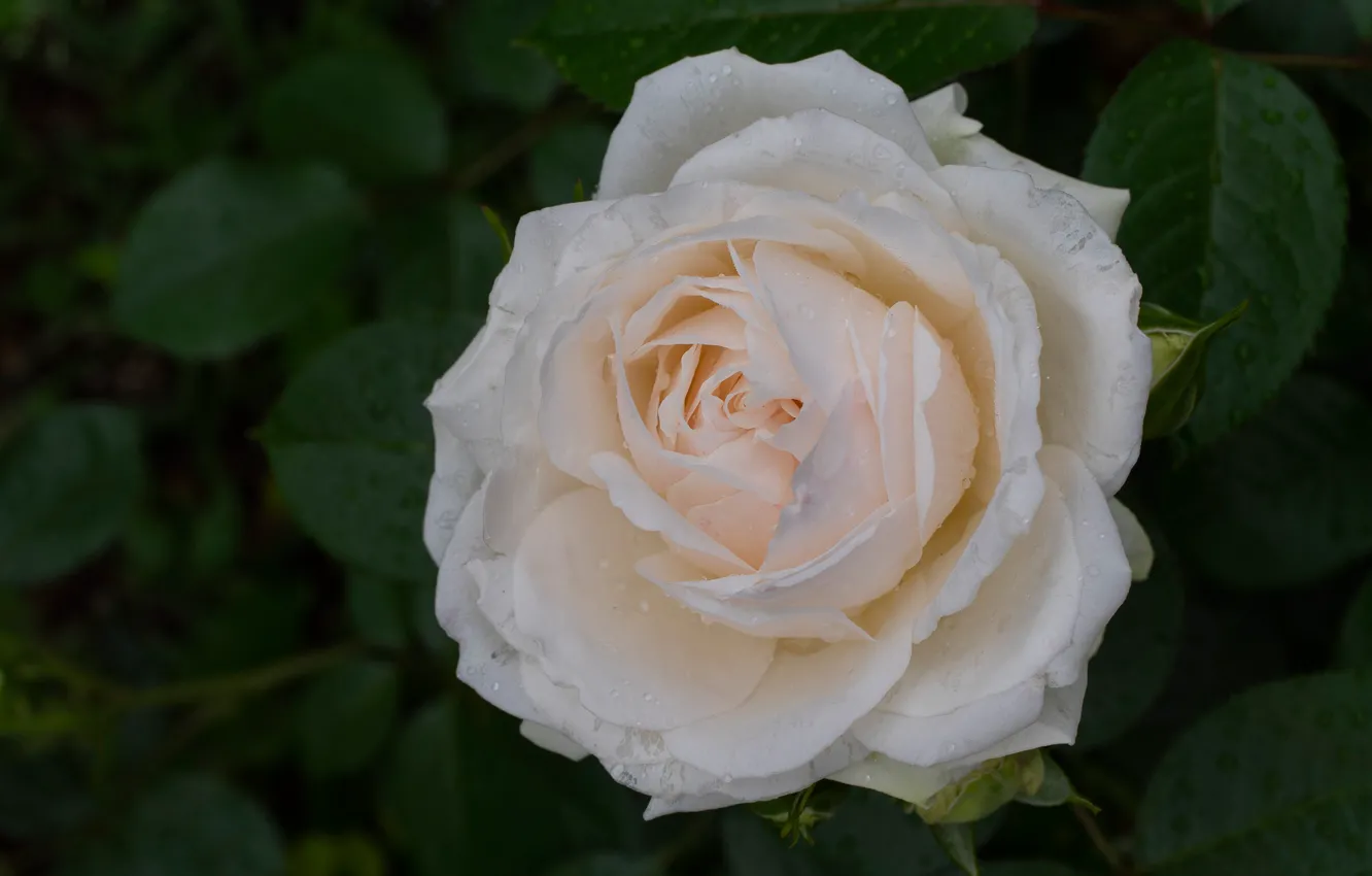 Photo wallpaper drops, macro, roses, petals, cream, buds
