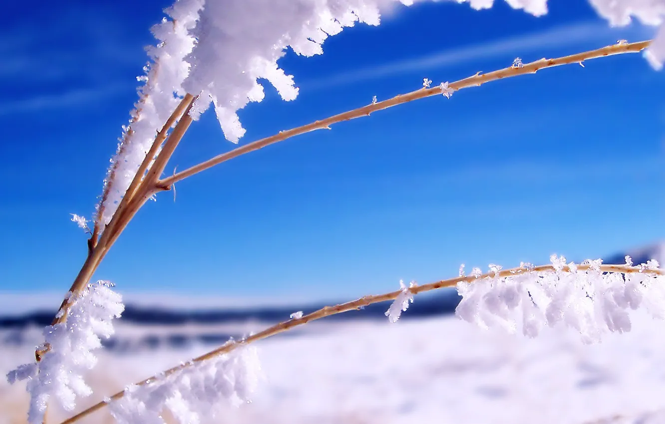 Photo wallpaper ice, winter, branch, Snow