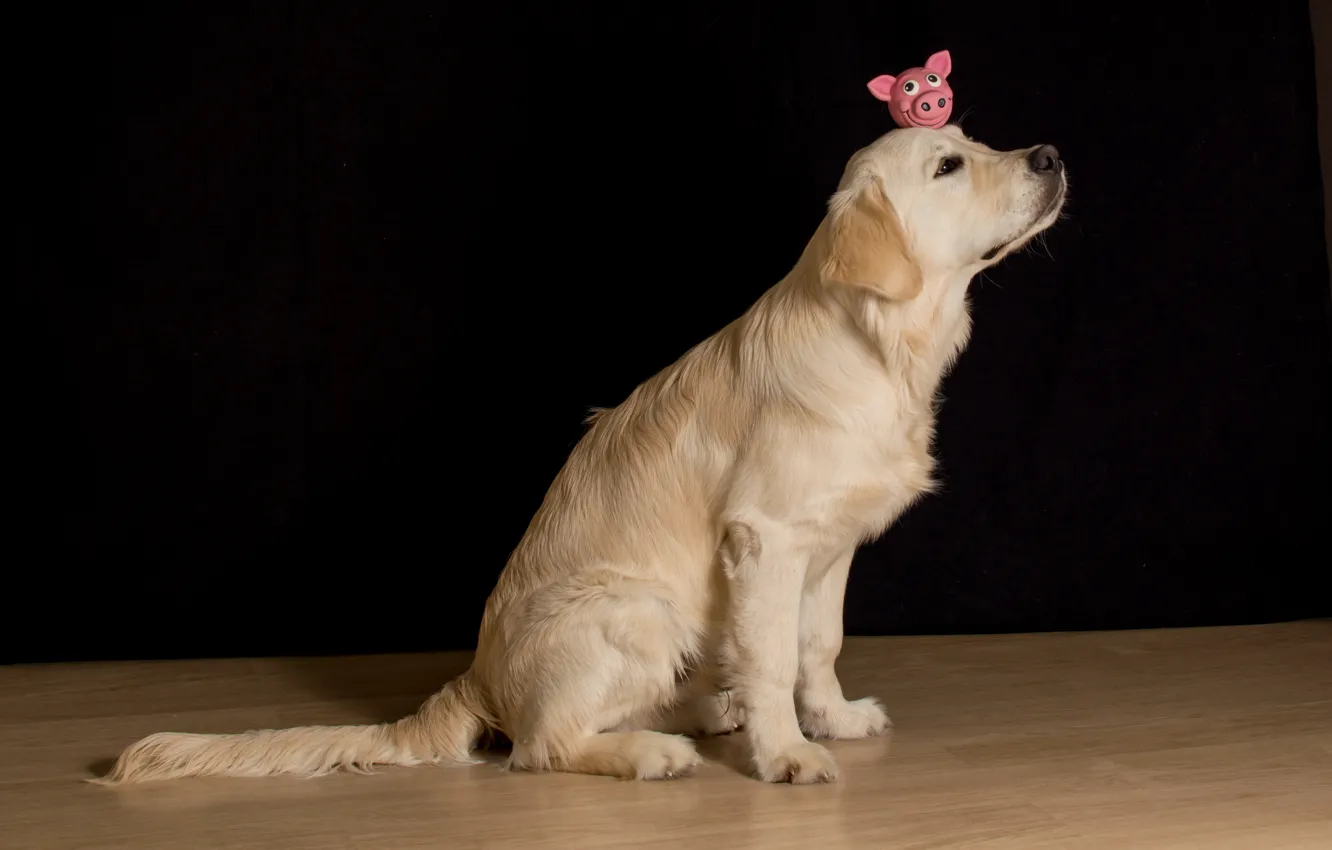 Photo wallpaper each, toy, dog