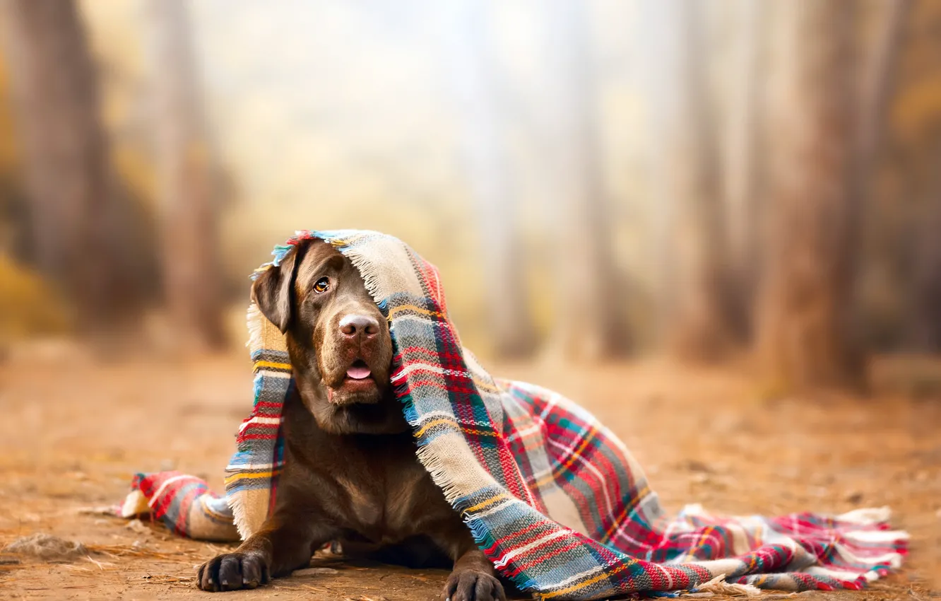 Photo wallpaper autumn, forest, look, nature, Park, glade, dog, blanket