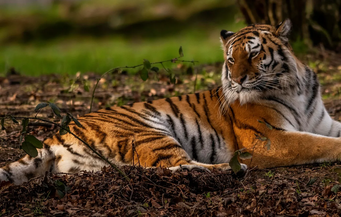 Photo wallpaper look, leaves, branches, nature, tiger, pose, stay, paws