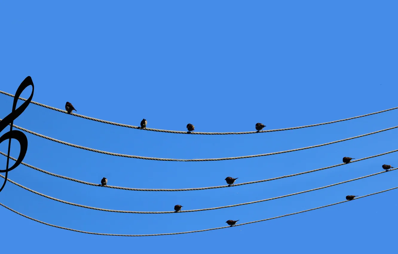 Photo wallpaper notes, music, wire, Sparrows