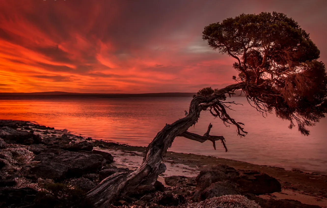 Photo wallpaper sea, trees, landscape, sunset