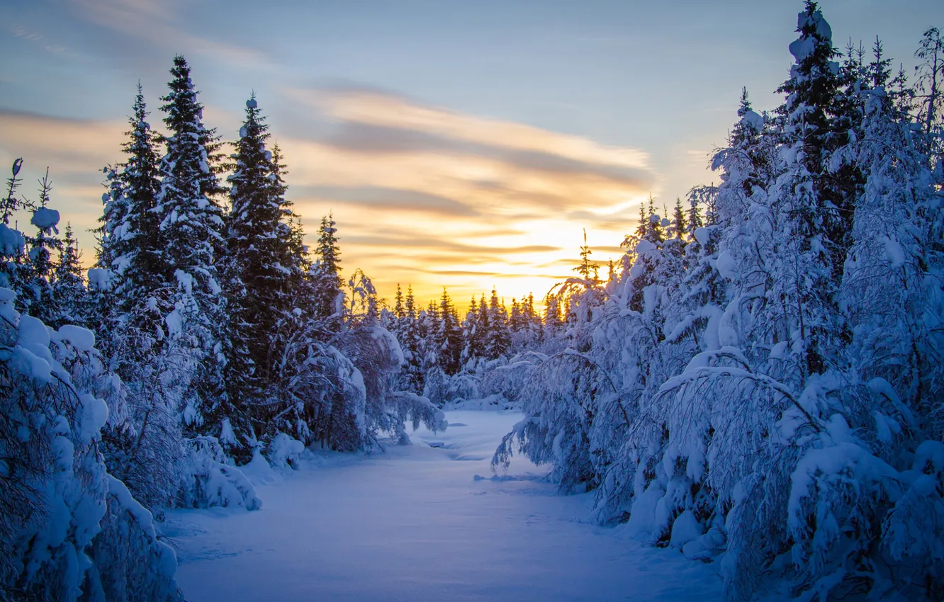 Photo wallpaper winter, forest, the sky, clouds, snow, trees, landscape, sunset