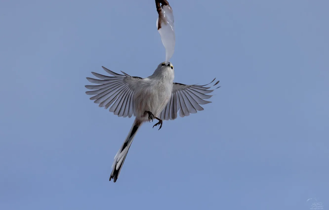 Photo wallpaper bird, flap, Alexander Sanin, Soulka, Zhazhad