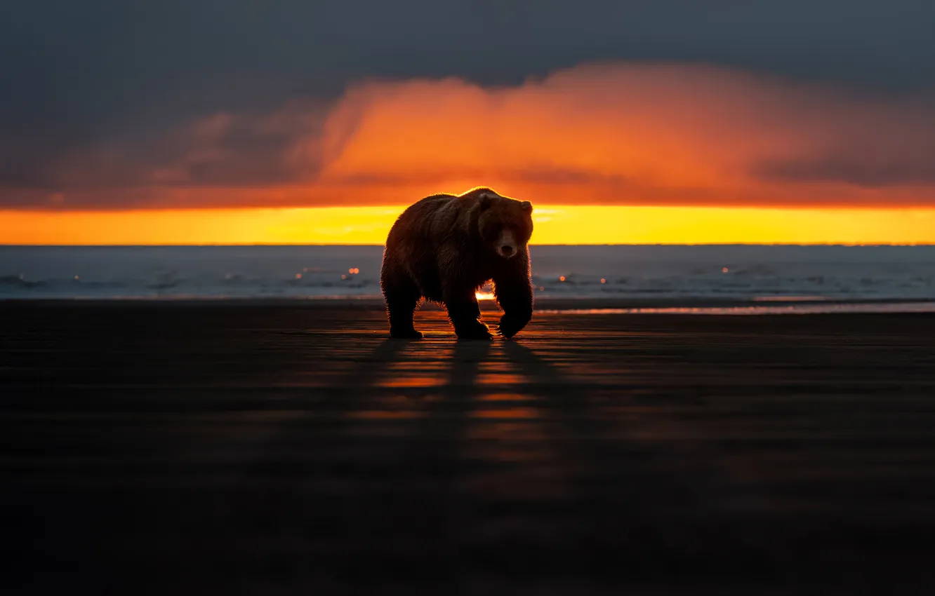 Photo wallpaper bear, animals, sunset, shore