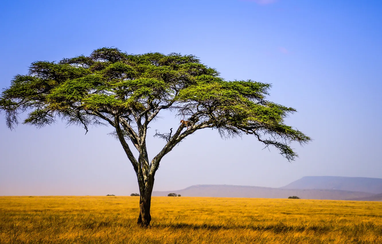 Photo wallpaper field, the sky, trees, hills, leopard, Africa, Tanzania