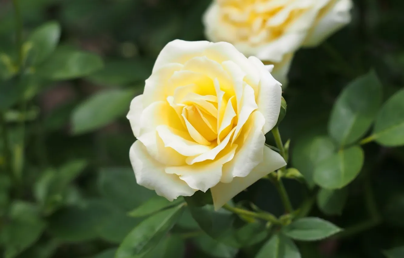 Photo wallpaper leaves, roses, buds