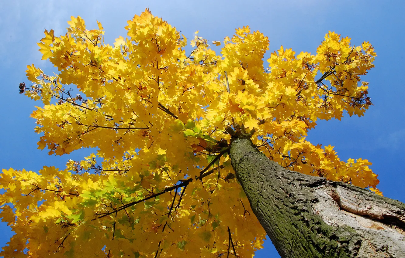 Photo wallpaper autumn, the sky, leaves, tree, trunk