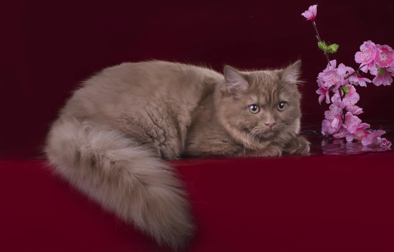 Photo wallpaper cat, flowers, tail, breed, British