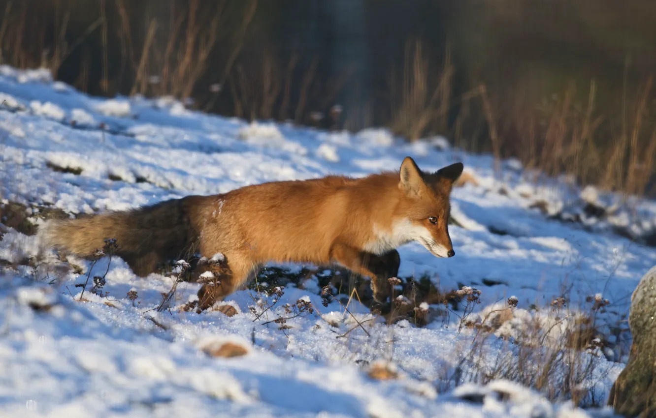 Photo wallpaper winter, nature, slope, Fox