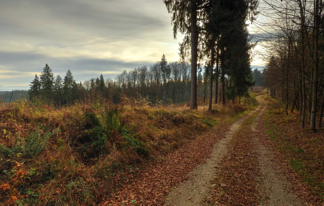 Photo wallpaper road, autumn, foliage, the evening, falling leaves, road, autumn, leaves