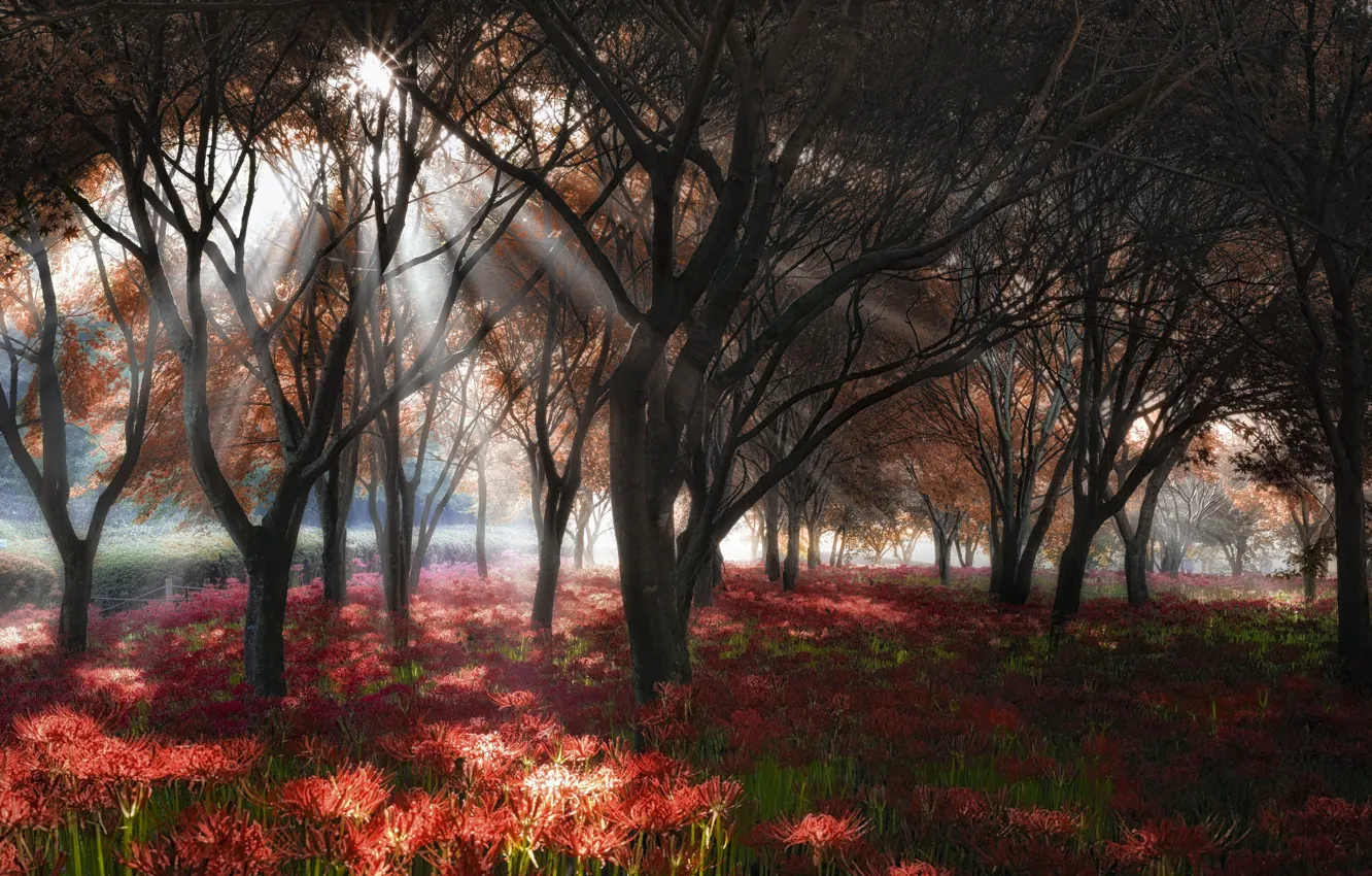 Photo wallpaper autumn, rays, trees, landscape, flowers, nature, fog, Park