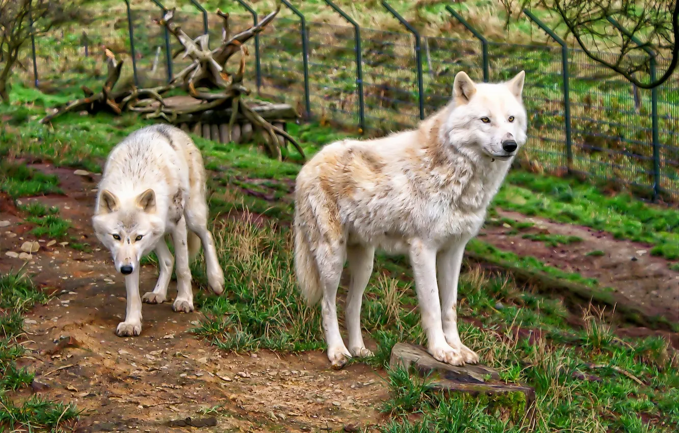 Photo wallpaper fantasy, Predator, nature, art, snow, face, animal, wolf