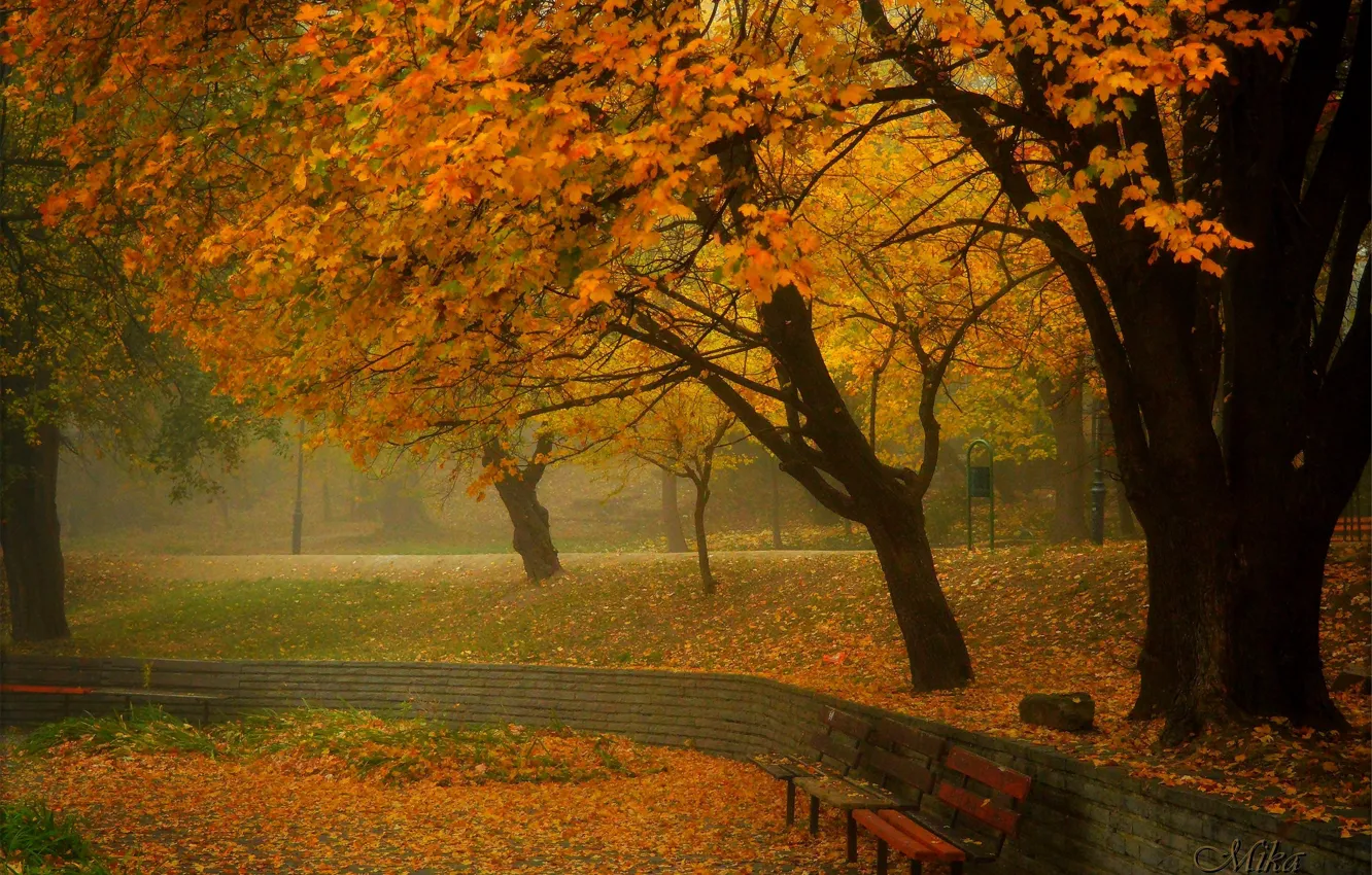 Photo wallpaper Fog, Autumn, Trees, Park, Fall, Foliage, Park, Autumn