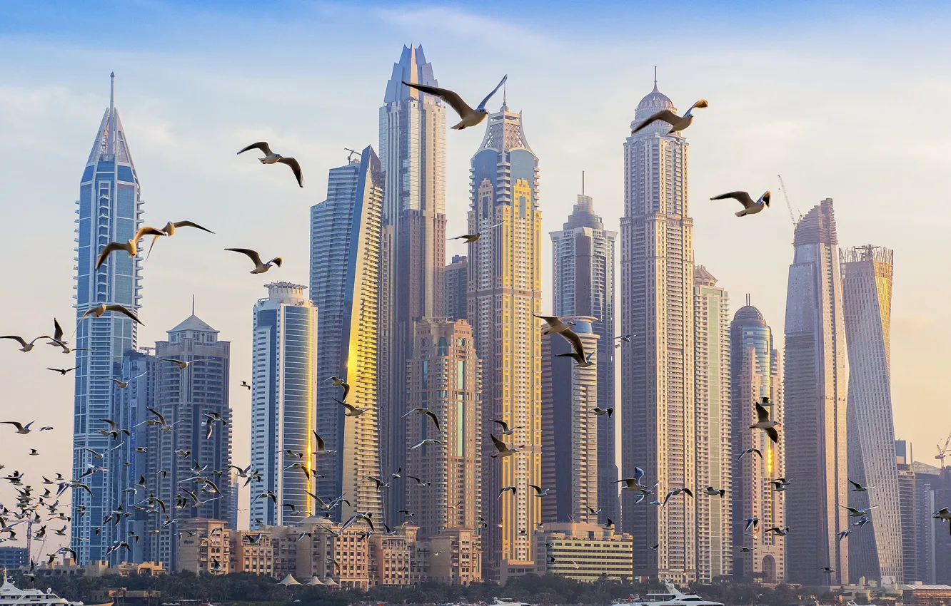 Photo wallpaper seagulls, home, Dubai, Palm Jumeirah
