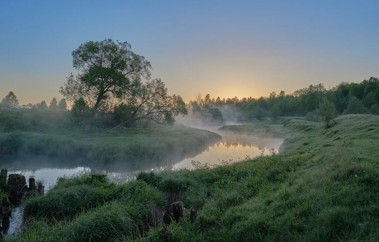 Photo wallpaper forest, the sky, grass, clouds, trees, landscape, sunset, nature