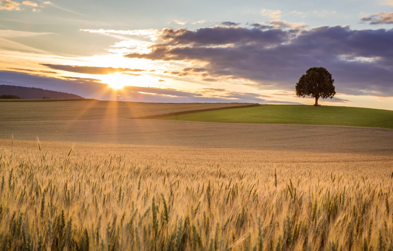 Photo wallpaper field, light, trees
