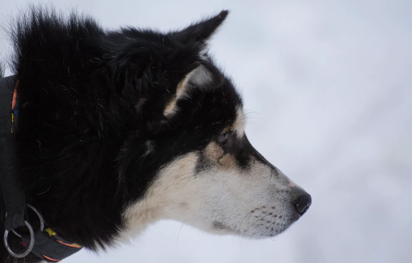 Photo wallpaper white, snow, Dog, black, husky, Siberia