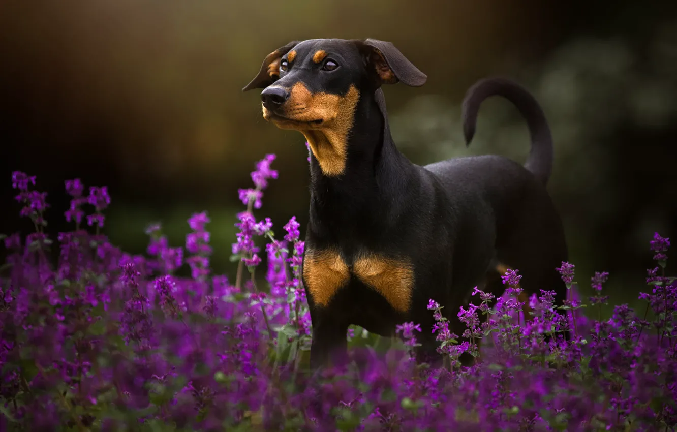Photo wallpaper summer, look, face, flowers, nature, pose, the dark background, dog