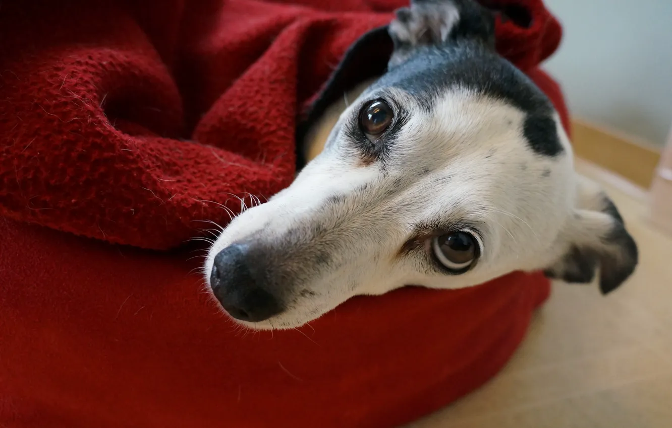 Photo wallpaper look, each, dog