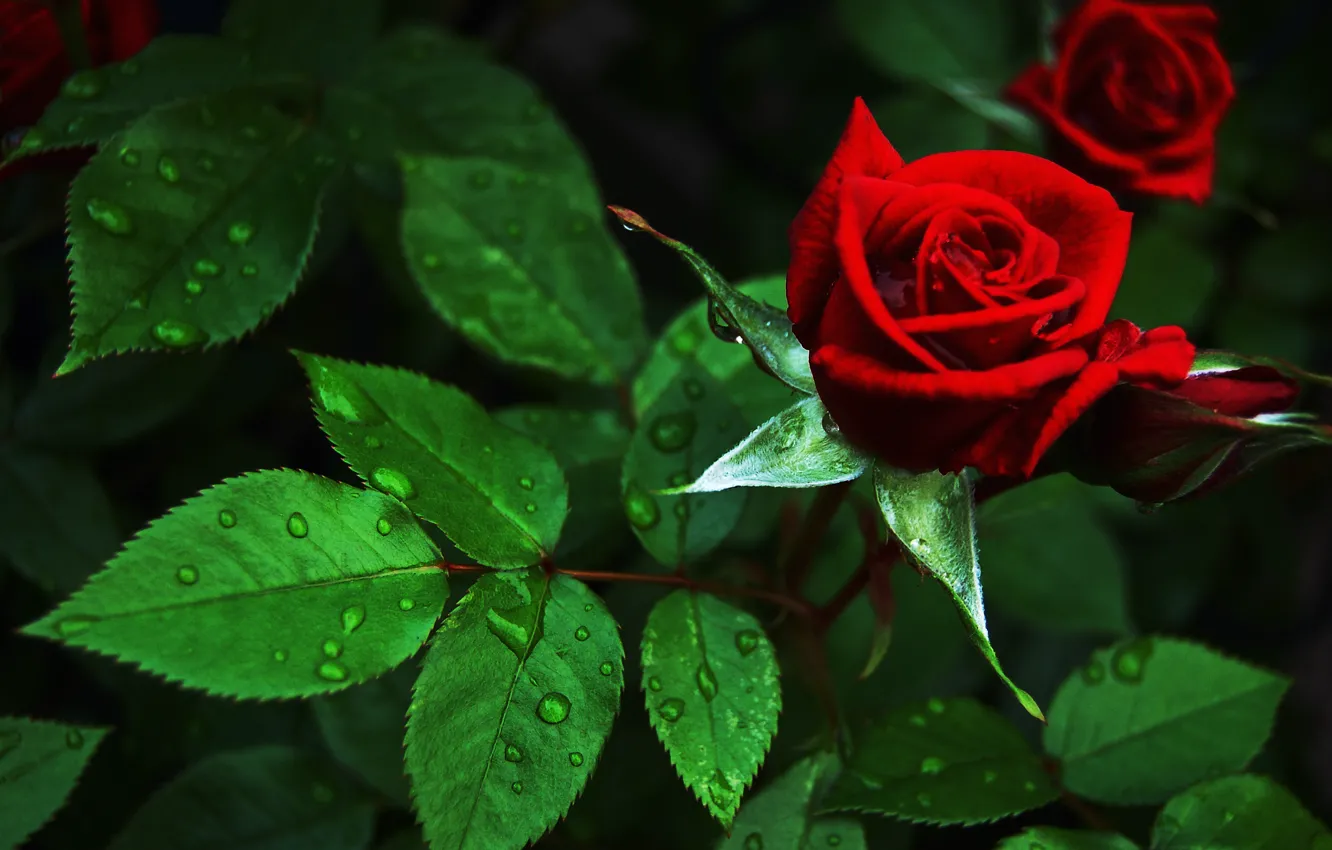 Photo wallpaper flower, rose, Bush, red, buds