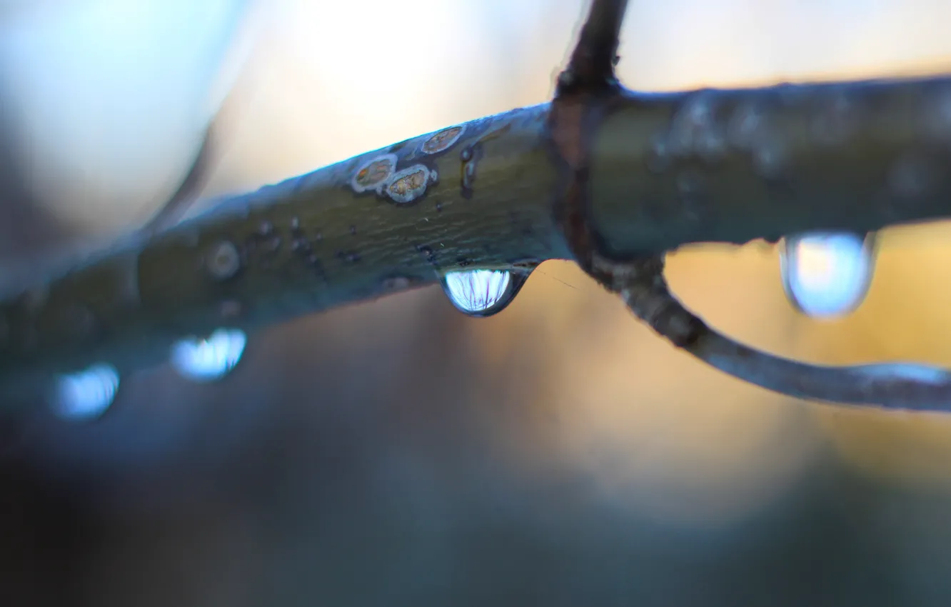 Photo wallpaper water, macro, drops, twig