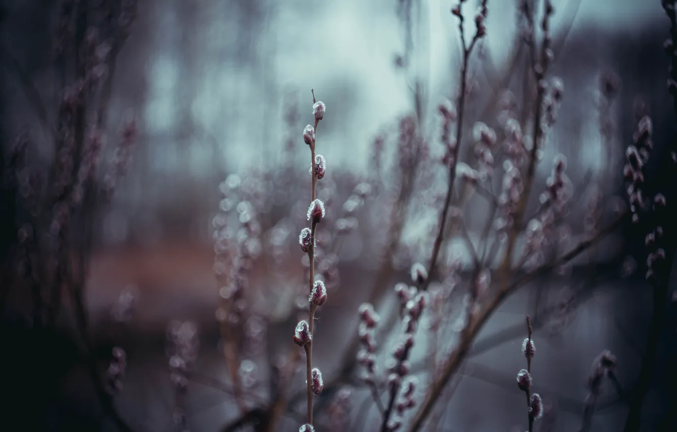 Photo wallpaper drops, spring, Verba