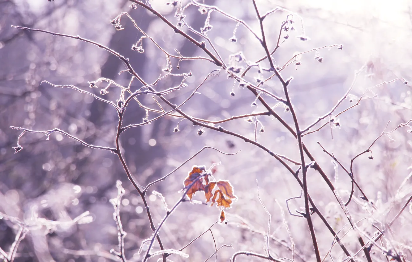 Photo wallpaper forest, park, winter, snow, cold, twigs