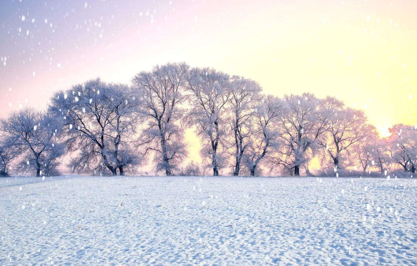 Photo wallpaper winter, frost, field, the sky, light, snow, trees, nature