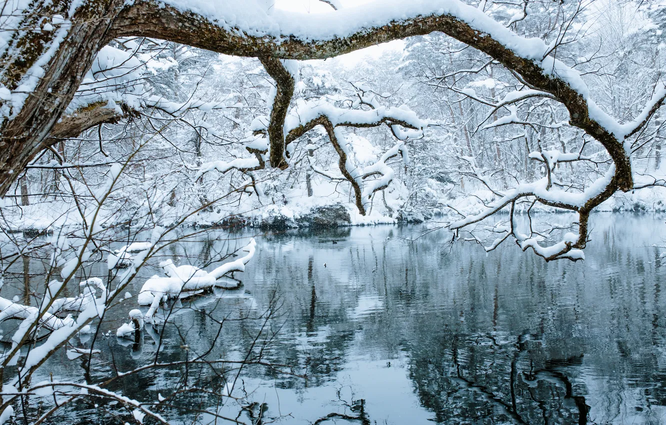 Photo wallpaper winter, frost, forest, water, snow, trees, branches, nature