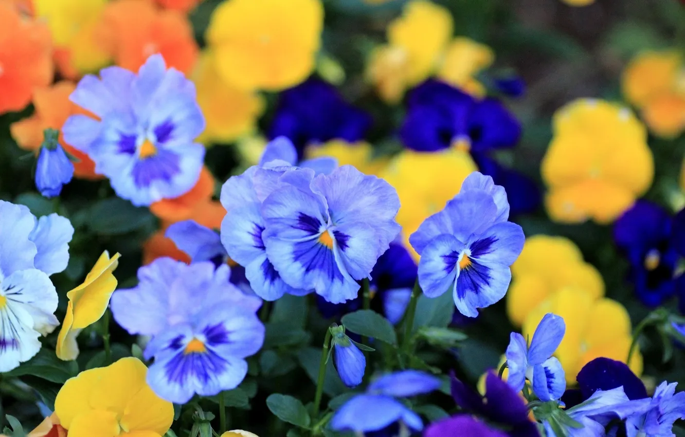 Photo wallpaper flowers, petals, blue, Pansy, viola