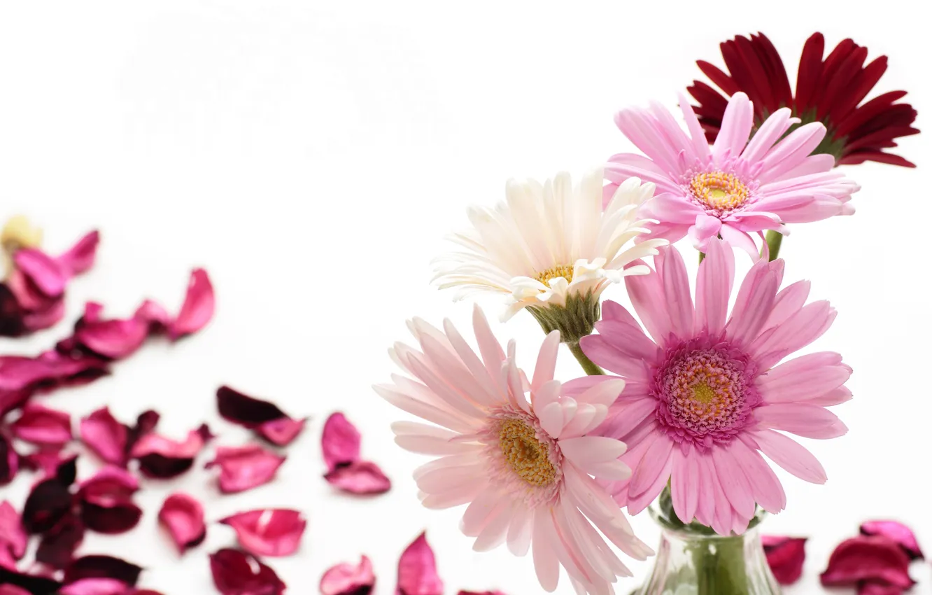 Photo wallpaper flowers, photo, petals, gerbera