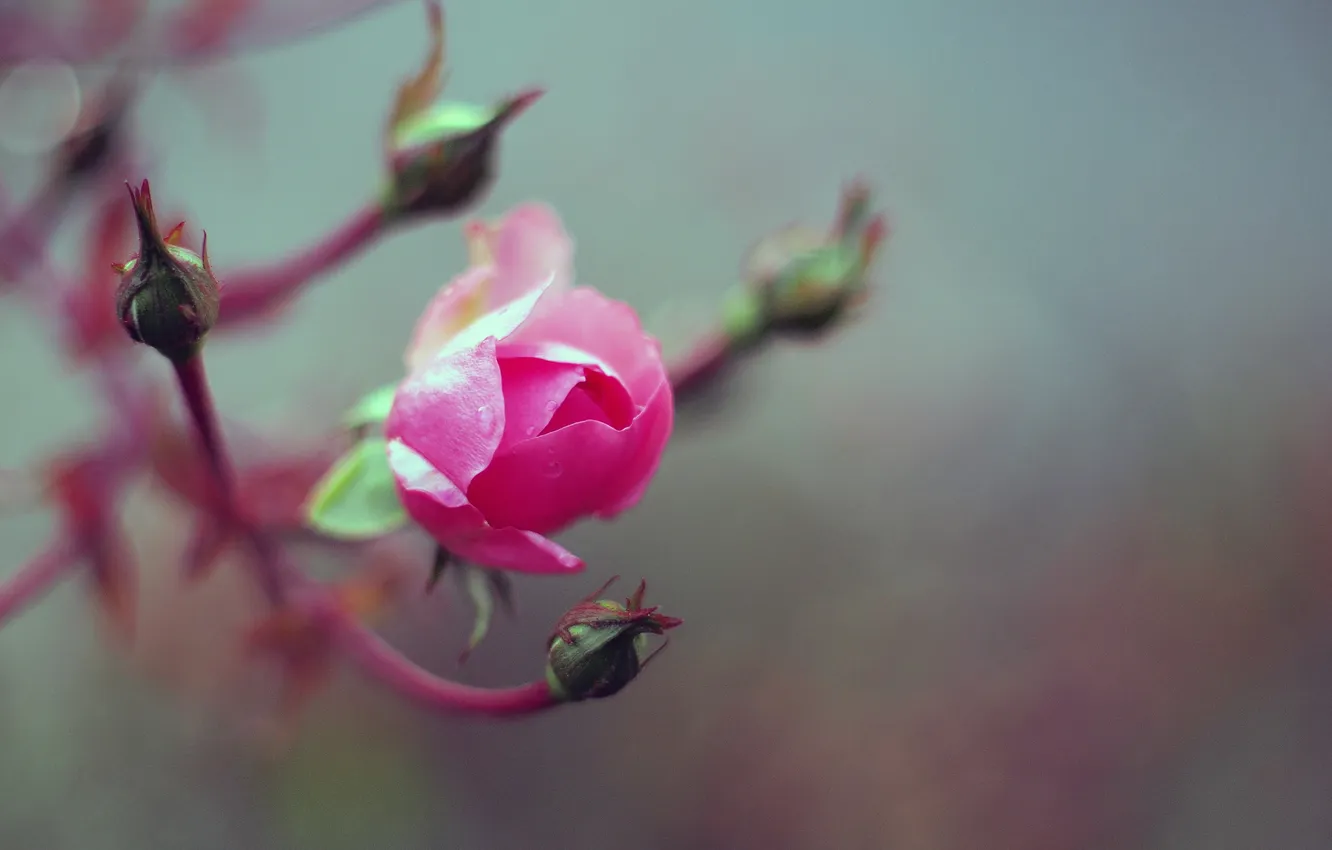 Photo wallpaper roses, pink, buds