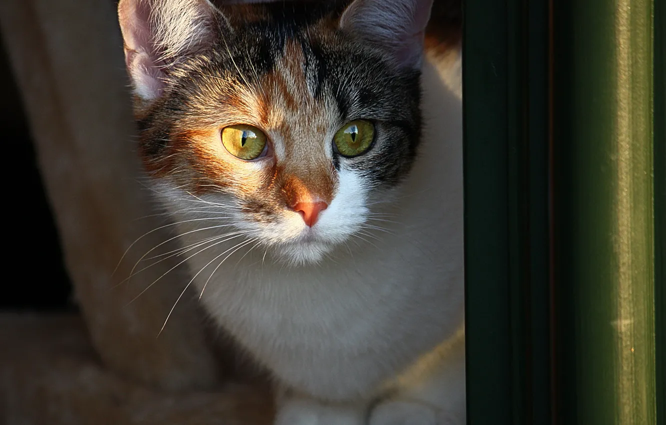 Photo wallpaper cat, cat, look, pet