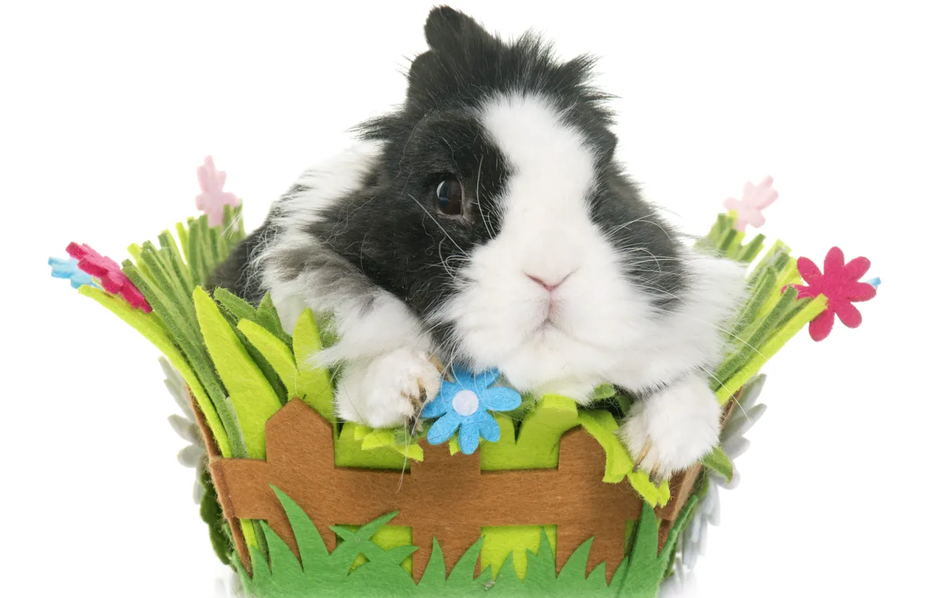 Photo wallpaper rabbit, basket, Dwarf