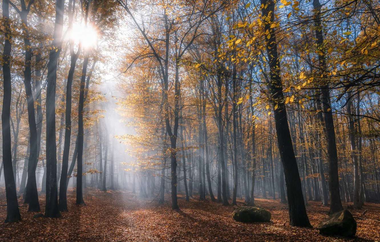 Photo wallpaper autumn, forest, the sun, rays, light, trees, fog, Park