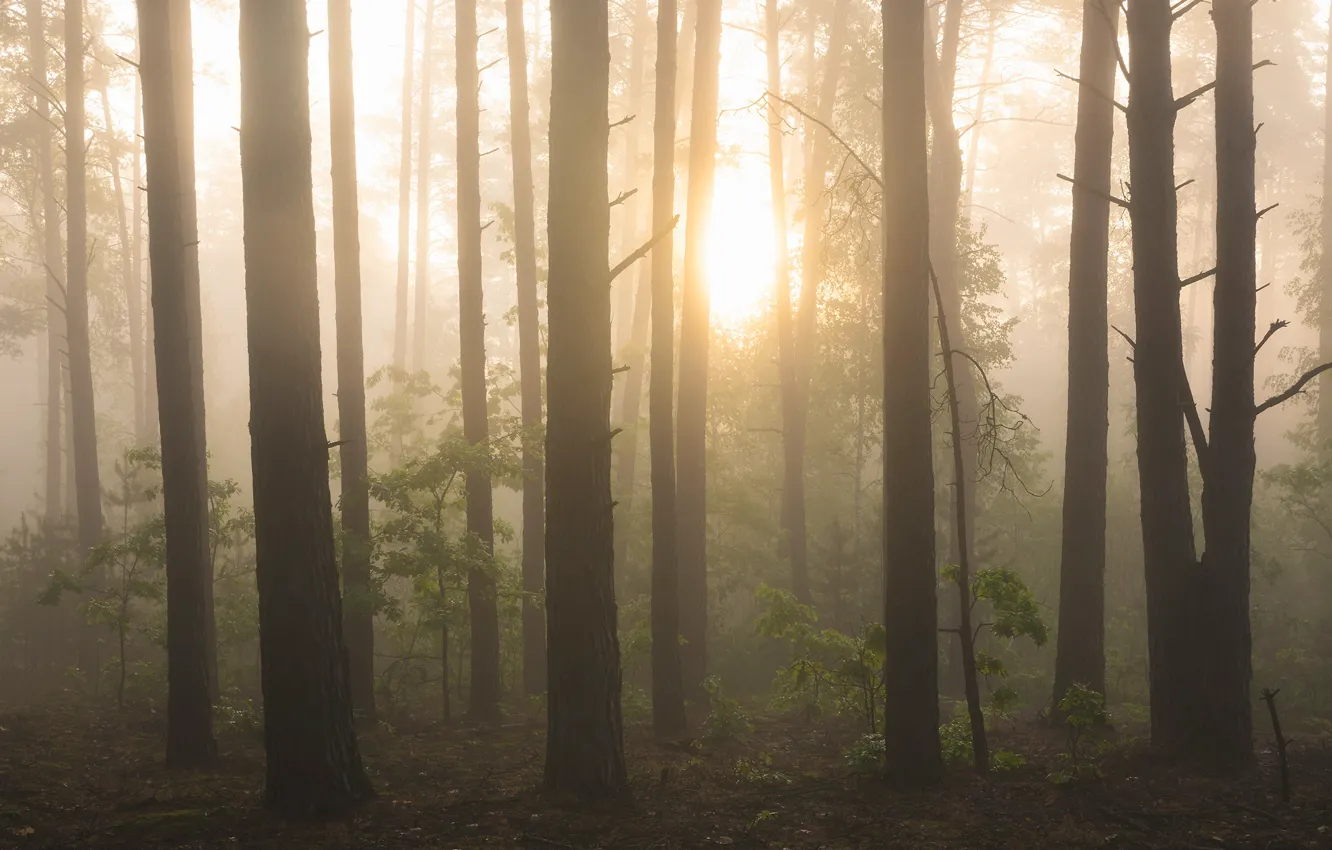 Photo wallpaper forest, the sun, light, trees, branches, fog, dawn, morning