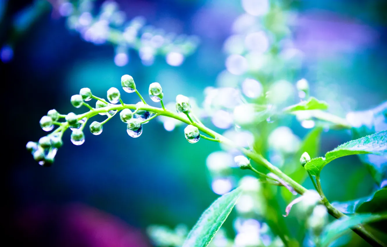 Photo wallpaper water, drops, light, plants, after the rain
