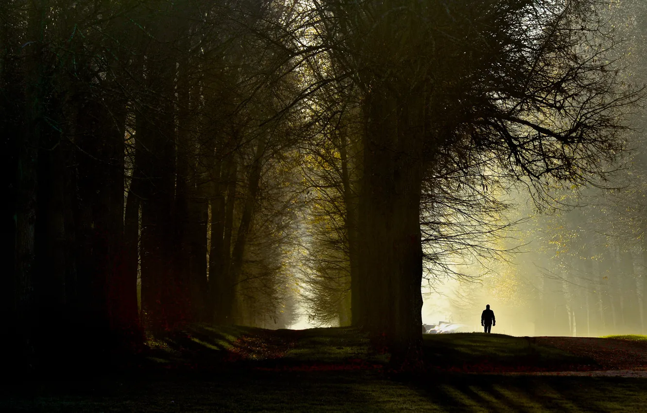 Photo wallpaper light, trees, nature, people, morning, walk