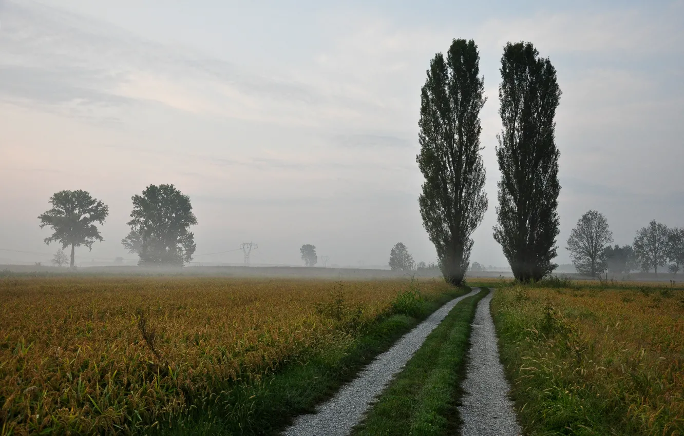 Photo wallpaper road, trees, nature, fog, poplar